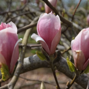 Magnolia ×soulangeana 'Rustica Rubra' magnolia Soulange'a 'Rustica Rubra'
