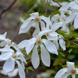 Magnolia 'Wada's Memory' magnolia 'Wada's Memory'