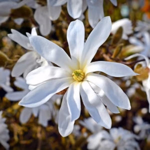 Magnolia stellata 'Waterlily' magnolia gwiaździsta 'Waterlily'