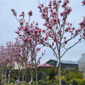 Magnolia ×soulangeana magnolia Soulange’a/ forma prowadzona na pniu