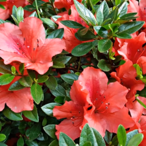 Azalea japonica 'Salmon' azalia japońska 'Salmon'