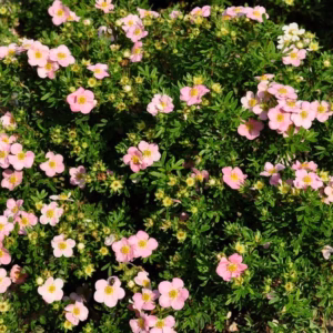 Potentilla fruticosa 'Bellissima' PBR pięciornik krzewiasty 'Bellissima'