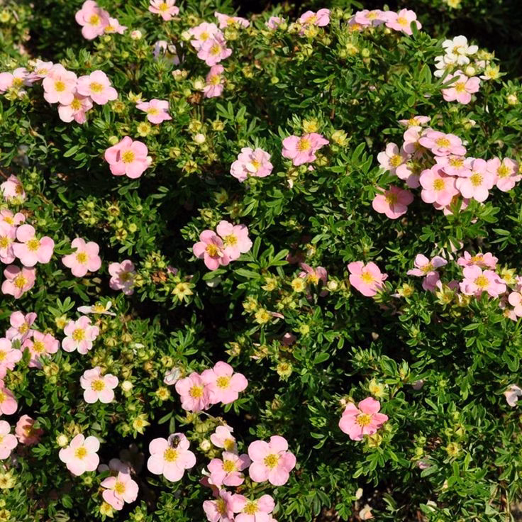 Potentilla Bellisima 2