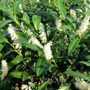 Prunus laurocerasus 'Herbergii' laurowiśnia wschodnia 'Herbergii'