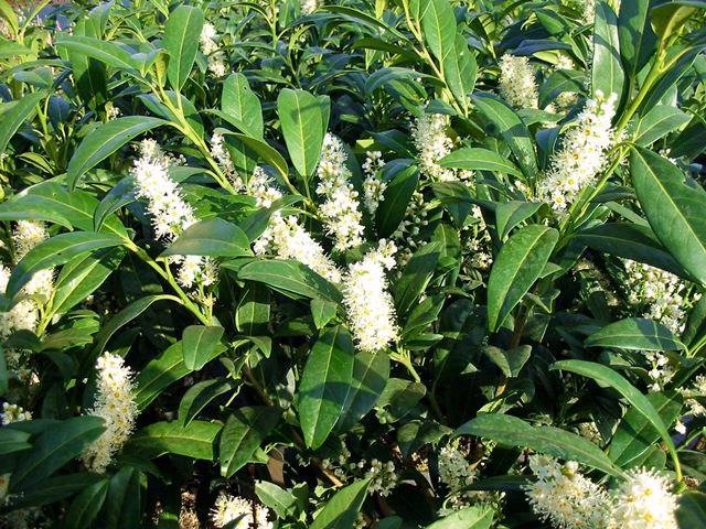 Prunus Herbergii