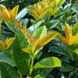 Prunus laurocerasus 'Kleopatra' PBR laurowiśnia wschodnia 'Kleopatra'