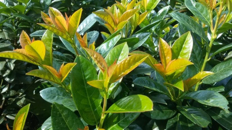 Prunus Kleopatra