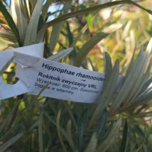 Hippophae rhamnoides rokitnik pospolity
