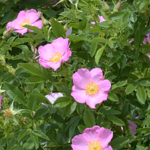 Rosa rugosa Jam-A-Licious róża pomarszczona 'Jam-A-Licious'