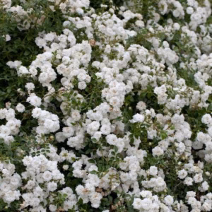 Rosa 'White Fairy' róża 'White Fairy'