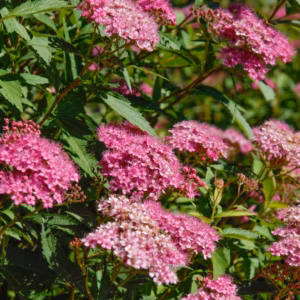 Spiraea japonica 'Anthony Waterer’ tawuła japońska 'Anthony Waterer’
