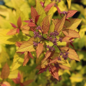 Spiraea japonica 'Goldflame’ tawuła japońska 'Goldflame’