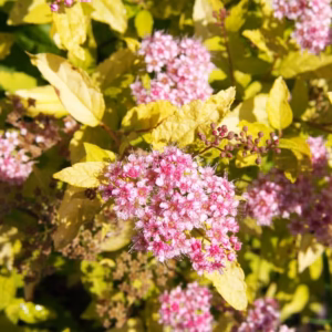 Spiraea japonica 'Goldmound’ tawuła japońska 'Goldmound’