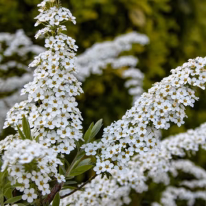 Spiraea ×cinerea 'Grefsheim' tawuła szara 'Grefsheim'