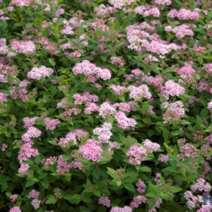 Spiraea japonica 'Little Princess' tawuła japońska 'Little Princess'