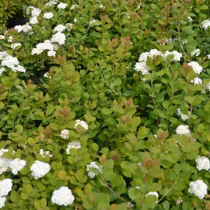 Spiraea betulifolia 'Tor' tawuła brzozolistna 'Tor'