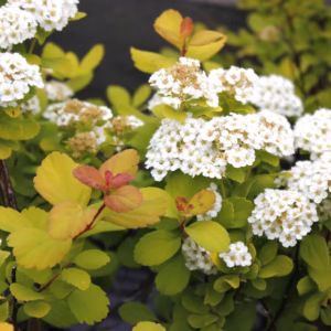 Spiraea betulifolia 'Tor Gold’ PBR tawuła brzozolistna 'Tor Gold’