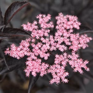 Sambucus nigra 'Black Beauty' PBR bez czarny 'Black Beauty'
