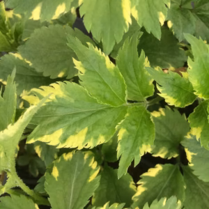 Sambucus nigra 'Golden Spark' bez czarny 'Golden Spark’