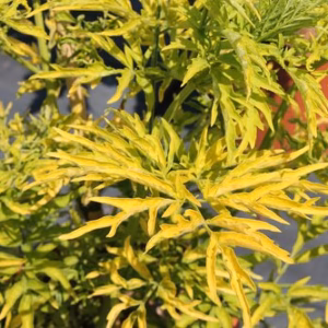 Sambucus nigra 'Golden Tower’ PBR bez czarny 'Golden Tower'