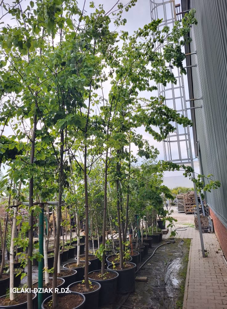Tilia cordata