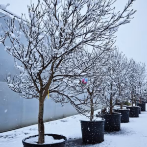 Magnolia 'Susan’ magnolia 'Susan’/ forma prowadzona