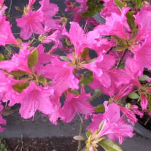 Azalea japonica 'Amoena' azalia japońska 'Amoena'