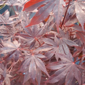Acer palmatum 'Atropurpureum' klon palmowy 'Atropurpureum'