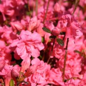 Azalea japonica 'Babuschka' azalia japońska 'Babuschka'