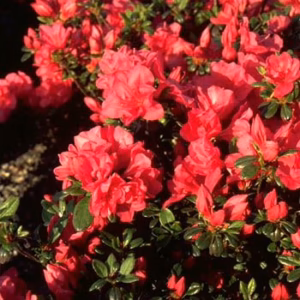 Azalea japonica 'Canzonetta' azalia japońska 'Canzonetta'