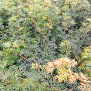 Acer palmatum 'Emerald Lace' klon palmowy 'Emerald Lace'