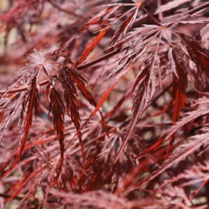 Acer palmatum 'Firecracker' klon palmowy 'Firecracker'