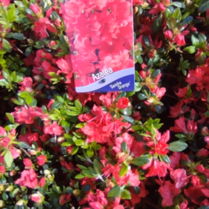 Azalea japonica 'Geisha Orange' (Satschiko) azalia japonica 'Geisha Orange' (Satschiko)