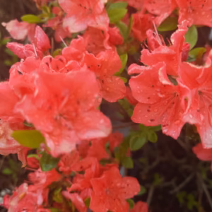 Azalea japonica 'Geisha Orange' (Satschiko) azalia japonica 'Geisha Orange' (Satschiko)
