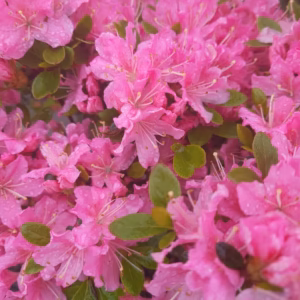 Azalea japonica 'Geisha Pink' azalia japońska 'Geisha Pink'