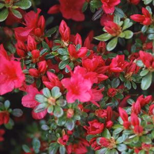 Azalea japonica 'Hino Crimson' azalia japońska 'Hino-Crimson'