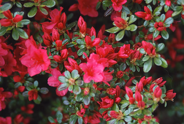 a._hino crimson