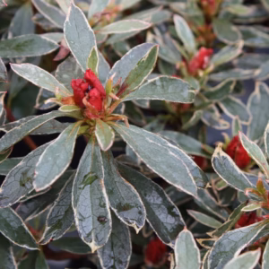 Azalea japonica 'Hot Shot Variegata' azalia japońska 'Hot Shot Variegata'