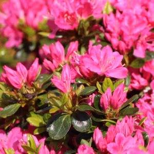 Azalea japonica 'Kermesina' azalia japońska 'Kermesina'