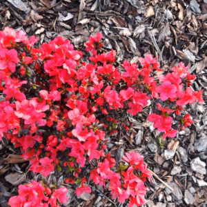 Azalea japonica 'Maruschka' azalia japońska 'Maruschka'