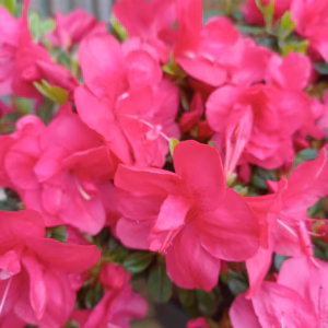 Azalea japonica 'Monokow' azalia japońska 'Monokow'