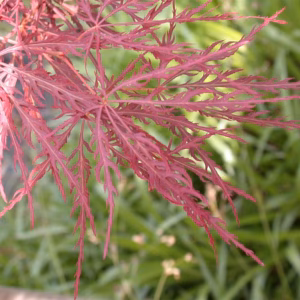 Acer palmatum 'Ornatum' klon palmowy 'Ornatum'