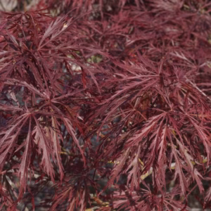 Acer palmatum 'Ornatum’ klon palmowy 'Ornatum’