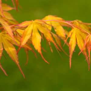Acer palmatum 'Katsura' klon palmowy 'Katsura'
