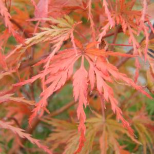 Acer palmatum 'Seiryu' klon palmowy 'Seiryu'