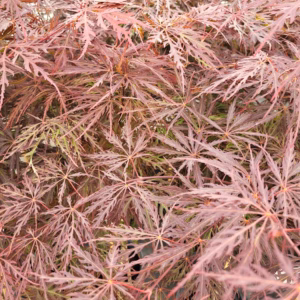 Acer palmatum 'Dissectum Garnet' klon palmowy 'Dissectum Garnet'