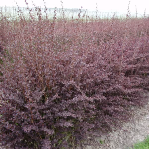 Berberis ×ottawensis 'Auricoma' berberys ottawski 'Auricoma'