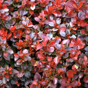 Berberis thunbergii 'Bagatelle' berberys Thunberga 'Bagatelle'