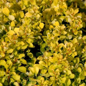 Berberis thunbergii 'Evita’ berberys Thunberga 'Evita’