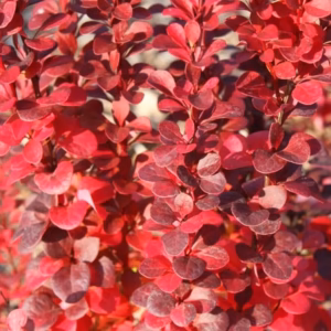 Berberis thunbergii 'Florence' PBR berberys Thunberga 'Florence'